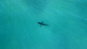 Weißer Hai im Mittelmeer bestätigt – seltenes Jungtier entdeckt