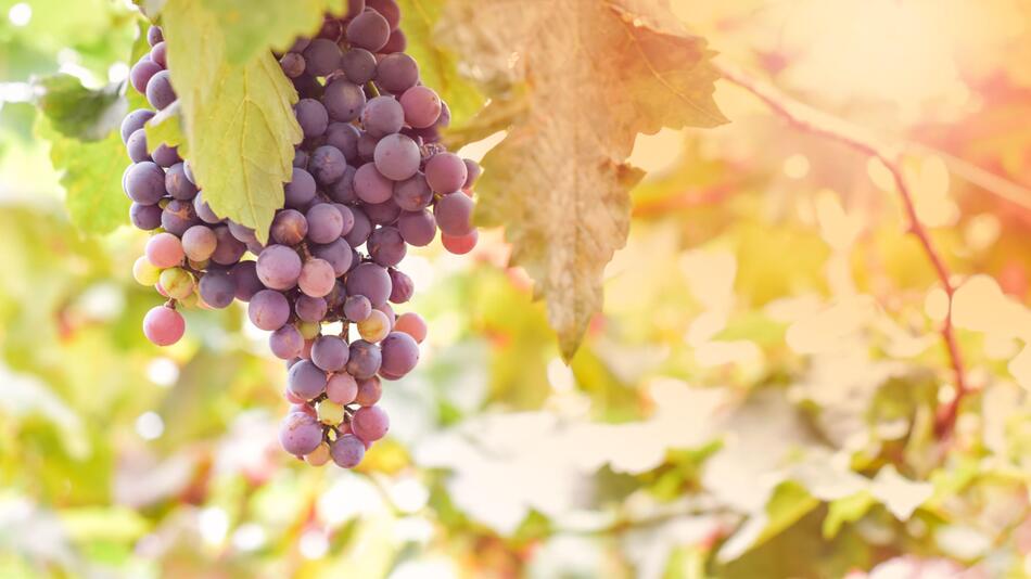 Roter Riesling