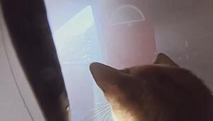 Wohnungsbrand: Feuerwehr rettet zwei Hauskatzen