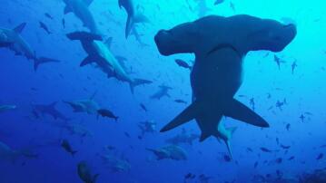 Galapagos-Insel, Haie, Hammerhaie