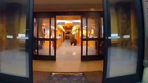 Bär plündert Hotellobby: Polizei vertreibt tierischen „M&M's“-Dieb