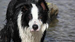 Hund