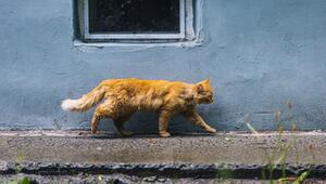 rote Katze streunt über den Gehweg