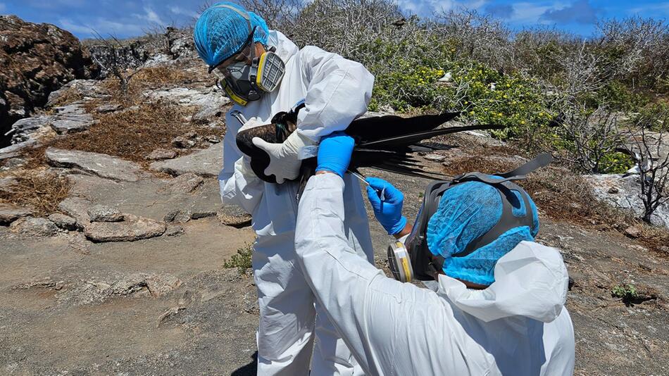 Vogelgrippe auf den Galapagos-Inseln