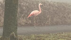 Wilder Flamingo bei Ulm