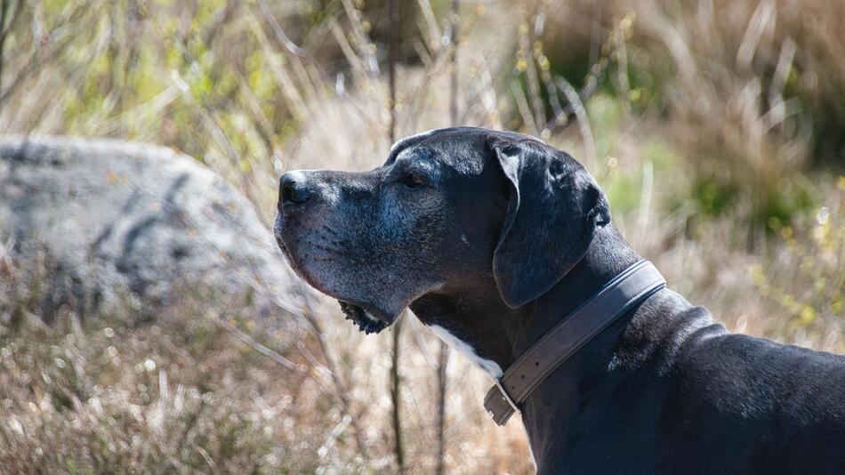 Zeus ist der größte Hund der Welt.