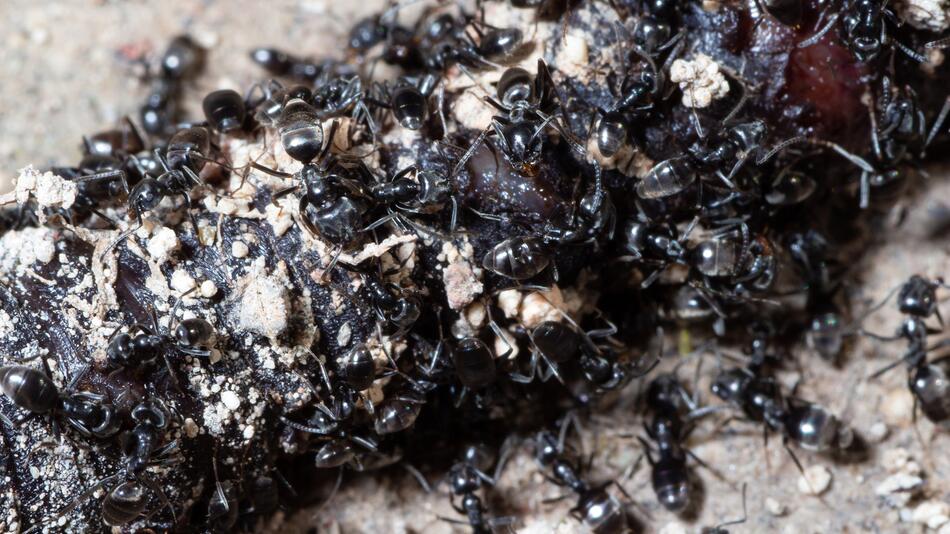 Großstadt gegen Superkolonie: Karlsruhe kämpft gegen invasive Ameisen