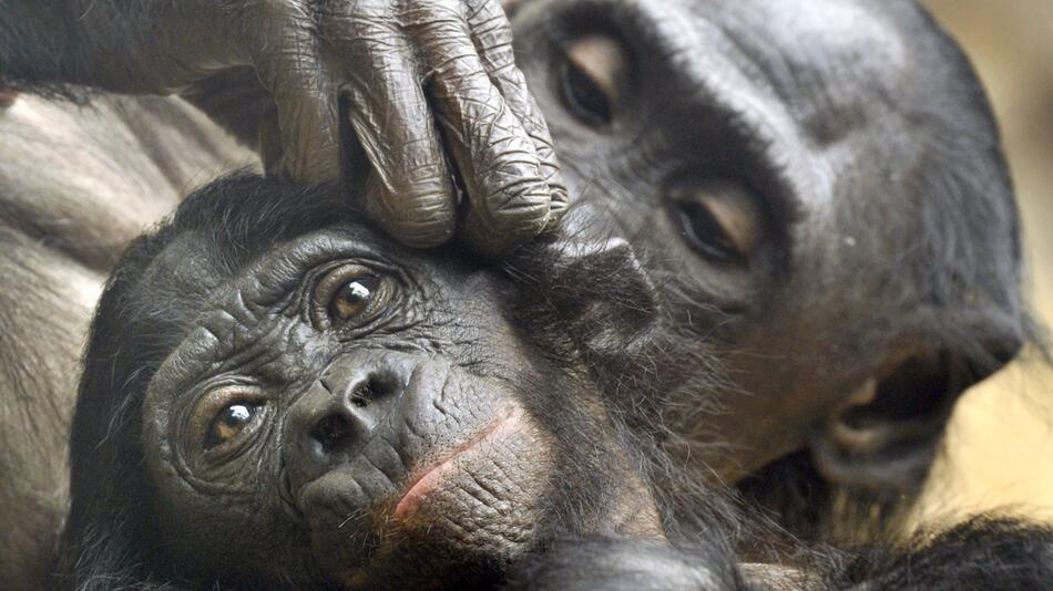 Bonobo-Affen