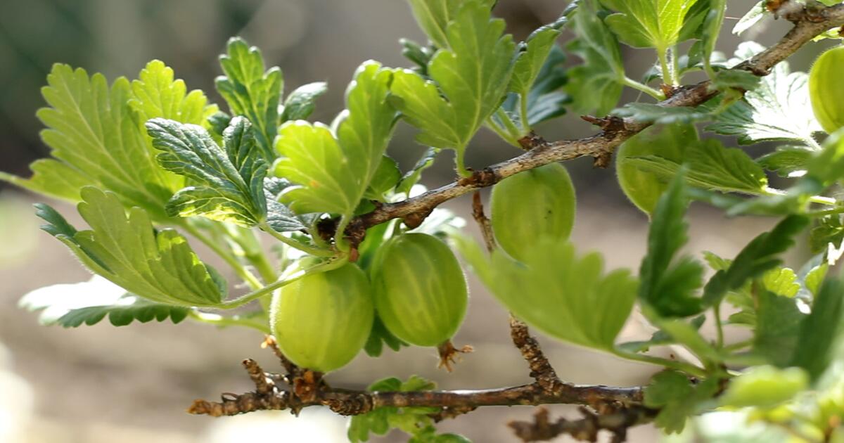 Stachelbeeren: Einkochen oder roh essen? | GMX
