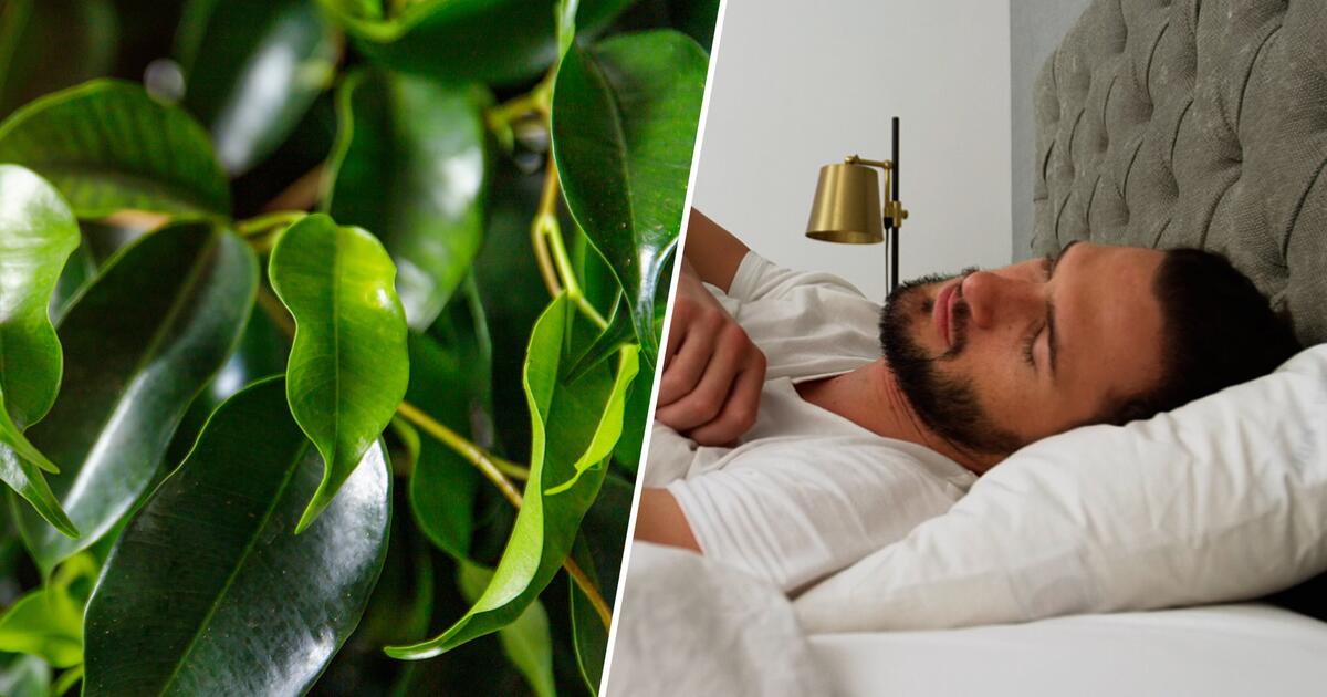 35+ Pflanzen Im Schlafzimmer Schlecht, Dazu gehören zum beispiel
