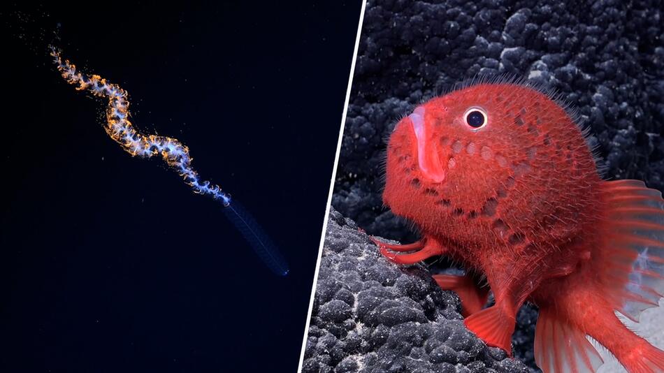 Kaum zu glauben: Diese Bilder sind echt – Forscher finden spektakuläre neue Arten