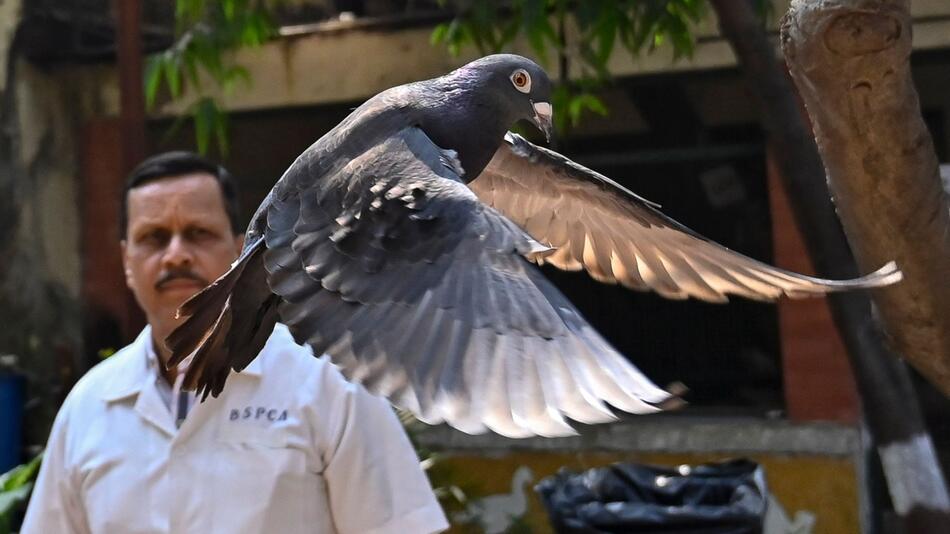 Angeblicher chinesischer Spionagevogel aus Gefangenschaft entlass