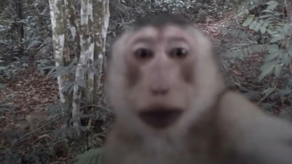 Affe nimmt Kamera unter die Lupe