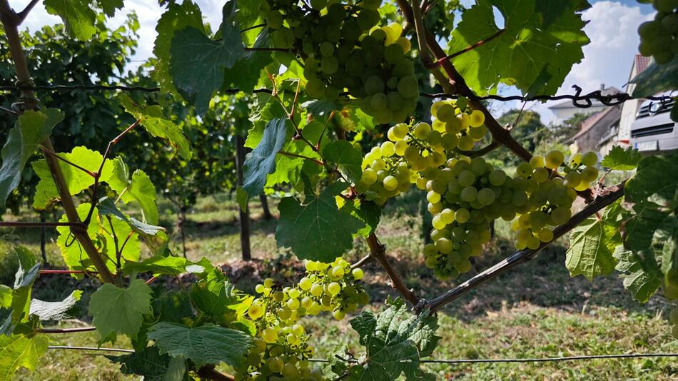 Weingut der Stadt Frankfurt