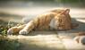 Schlafende Katze, Katzen, Tiere, Haustiere