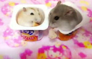 Hamster-Kampf im Joghurtbecher