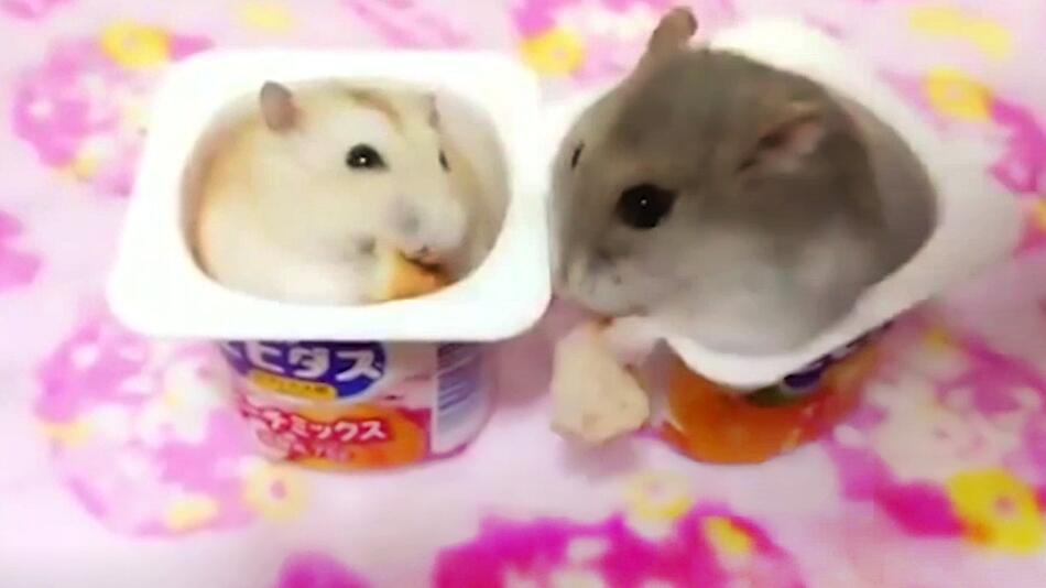 Hamster-Kampf im Joghurtbecher