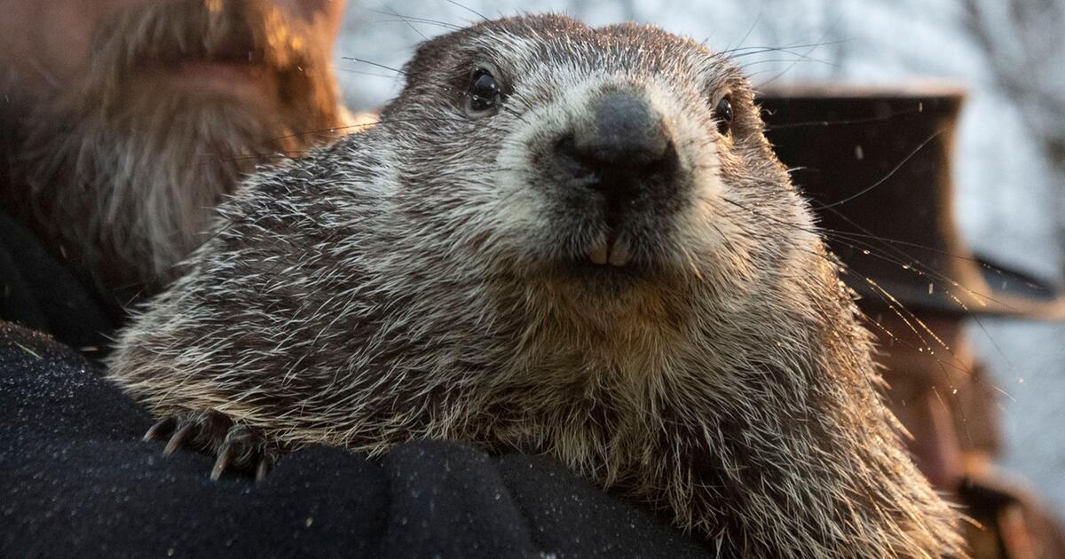 Murmeltier Phil am Groundhog Day: So viele Wochen bleibt es in den USA