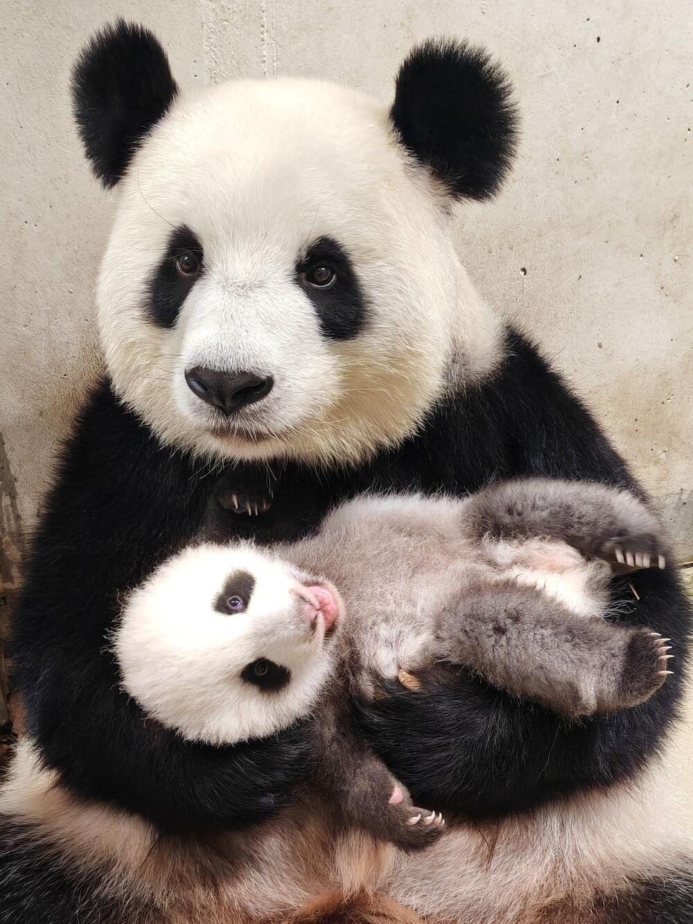 Panda-Nachwuchs im Berliner Zoo