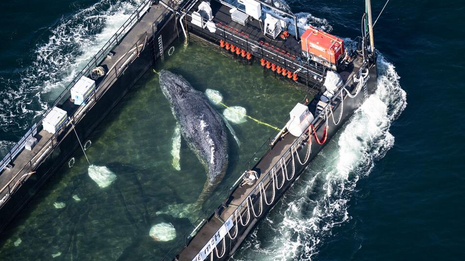 Hoffnung und Sorge: Wie geht es mit dem Buckelwal jetzt weiter?