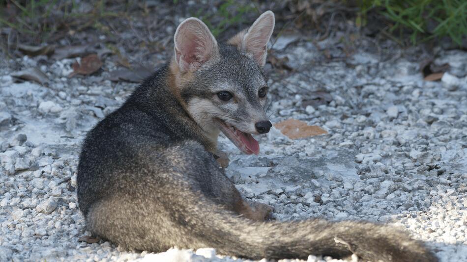Erstmals fotografiert: Forscher entdecken verschollenen Zwergfuchs wieder