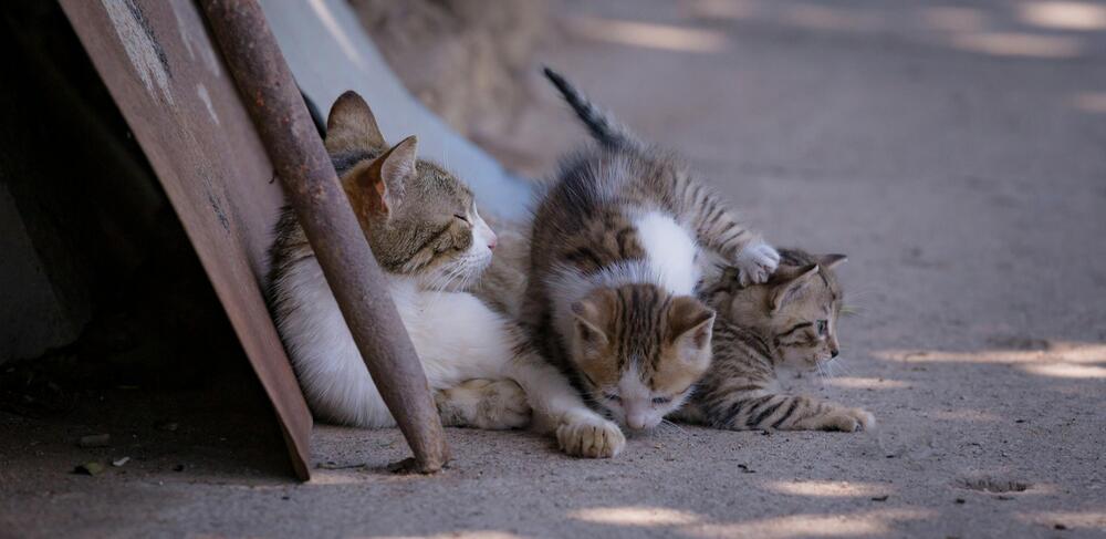 Katzen sind in der Regel 63 bis 65 Tage schwanger.