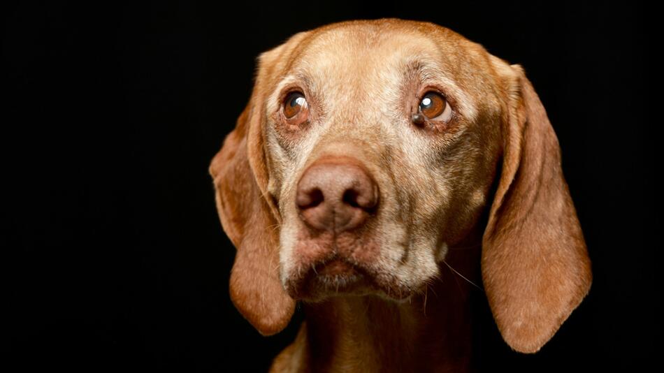 Hunde wurden Opfer von Giftködern und Angriffen.