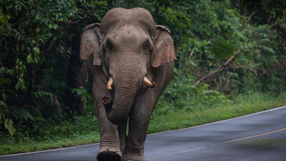 Der Elefant, der zweimal dieselbe Familie zerstörte