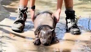 Hippo-Baby trickst Pflegerin aus