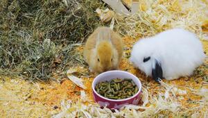 So erkennen Sie Übergewicht bei Ihrem Kaninchen