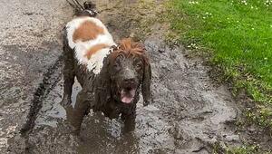 Dreckspatz auf vier Pfoten: „Oreo“ begeistert Passanten in England