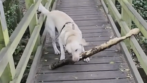 Cleverer Trick: Labrador bleibt mit Riesenstock hängen – und dreht den Spieß um