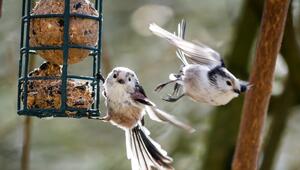 Vogelfutter selbst machen