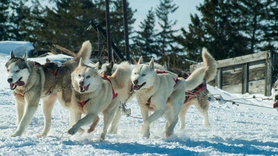 Besonders Schlittenhunde spüren die Zeitumstellung