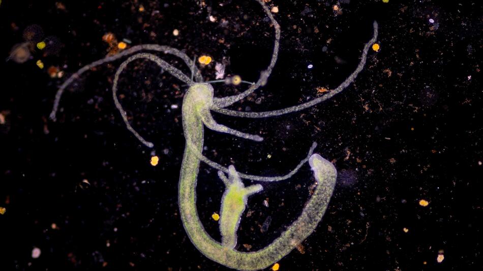 Die Hydra und das Geheimnis des (fast) ewigen Lebens