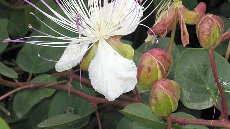 Kapernblüte mit Kapern