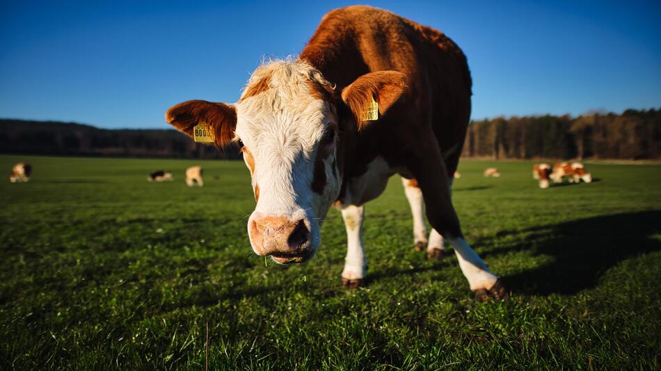 In Neuseeland leben mehr Rinder als Menschen.