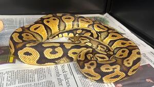 Python vermisst: Schlange aus Kalifornien nach sieben Wochen wieder mit Familie vereint