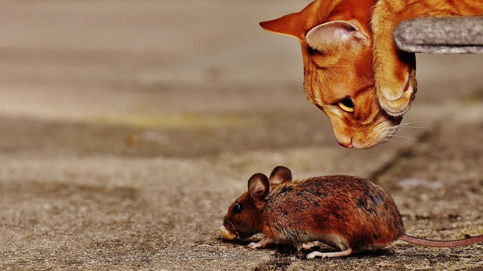 Der Jagdtrieb liegt Katzen im Blut.