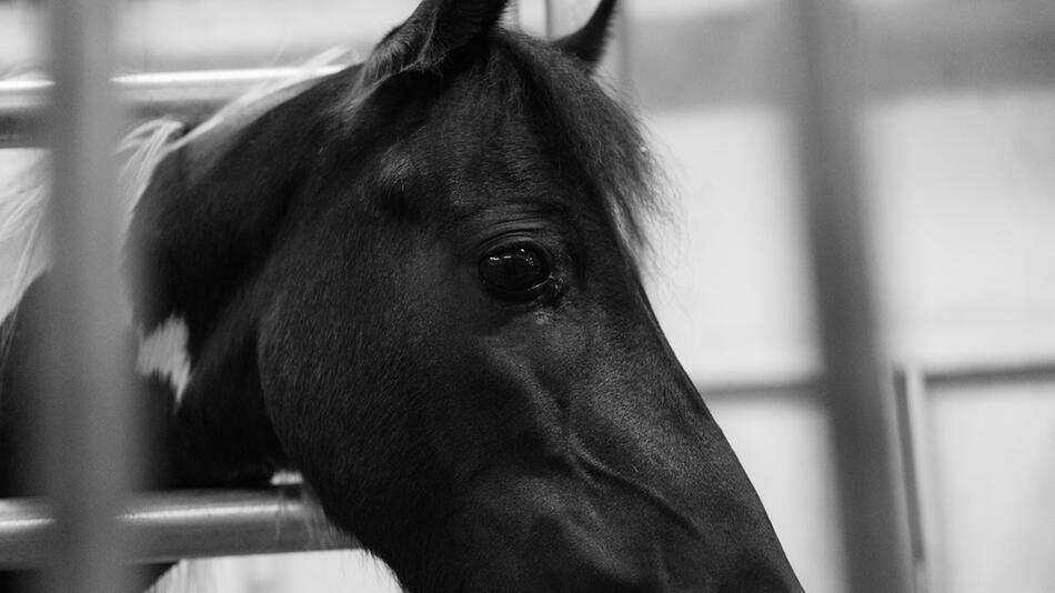 Reitsport 2024 – weniger Turnier-Pferde gestorben.