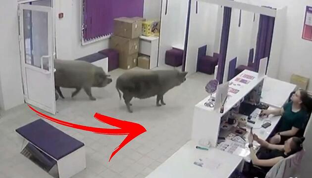 Zwei Schweine spazieren in Schönheitsklinik – Angestellte können es nicht fassen