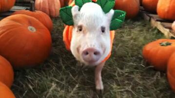 Halloween, Schweine