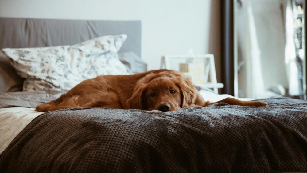 Nach einem Anfall braucht Dein Hund viel Ruhe.