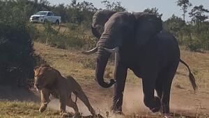 Machtkampf beendet: Elefant zeigt streitenden Löwen die Grenzen auf