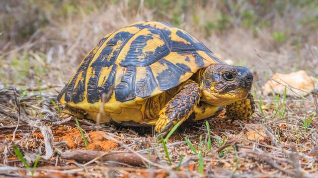 Hermann-Schildkröten (Testudo hermanni)