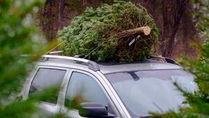 Weihnachtsbaum auf Autodach