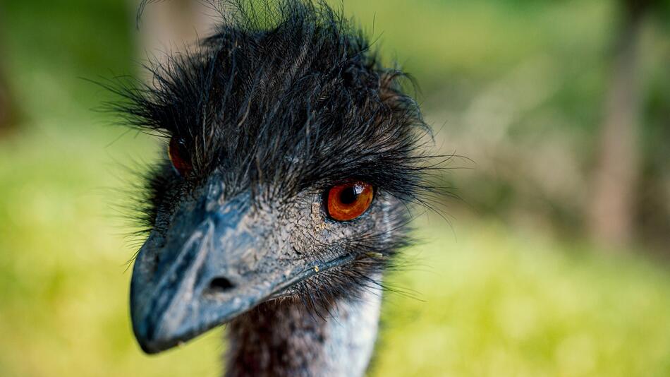 Emus sind große Laufvögel.