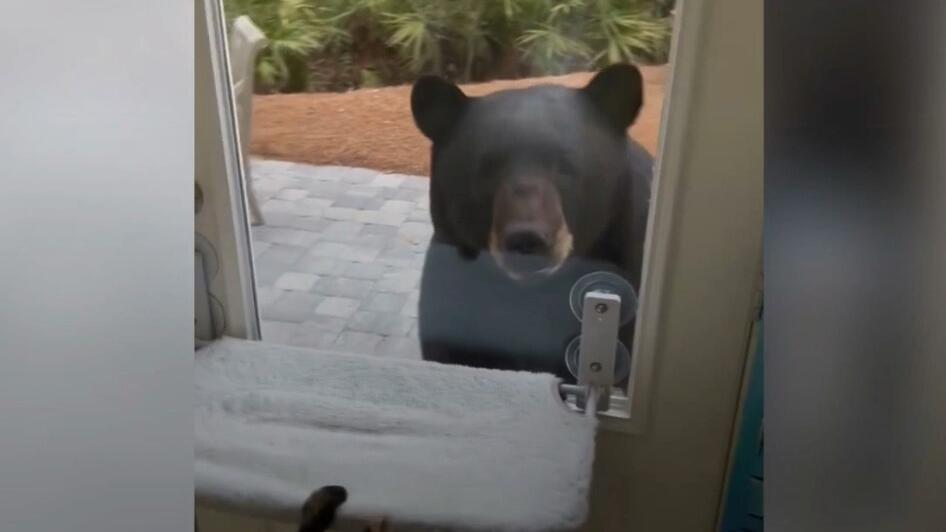 Bär schaut durch Küchenfenster