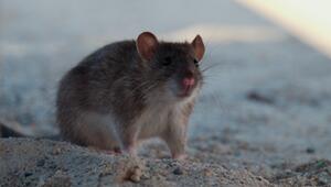 Ratten im Garten: So reagieren Sie richtig