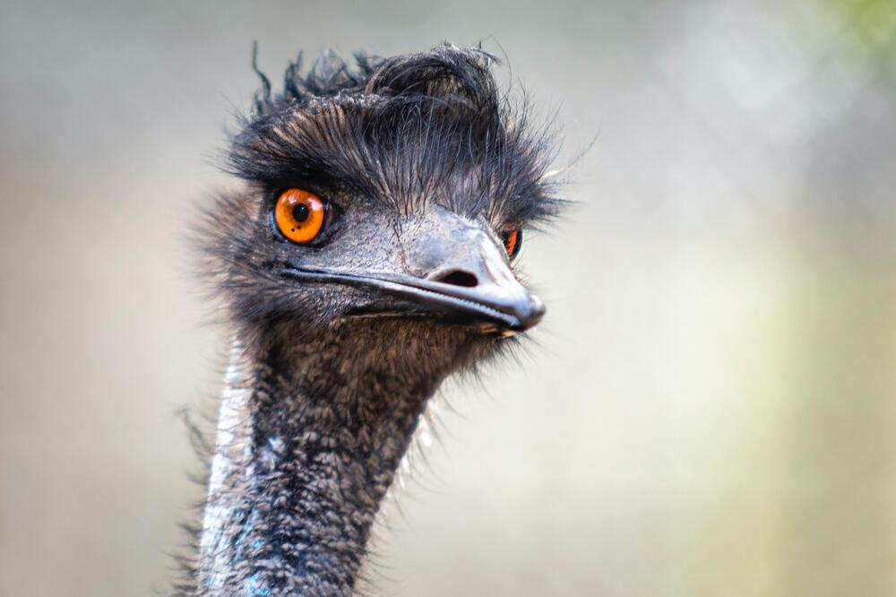 Emus können nicht fliegen.